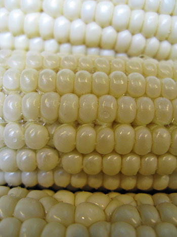 Corn