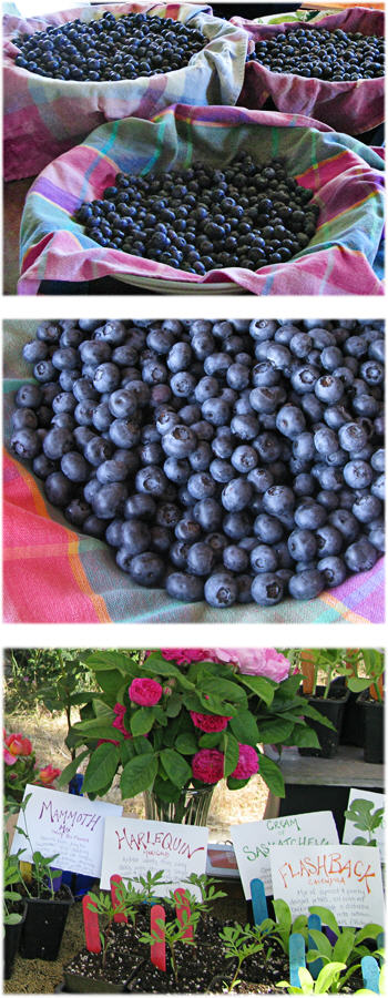 Blueberry Harvest