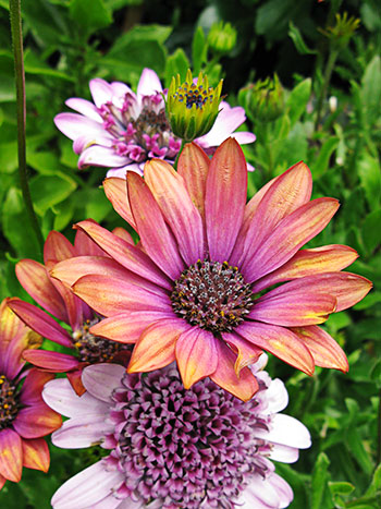 Nursery Flowers