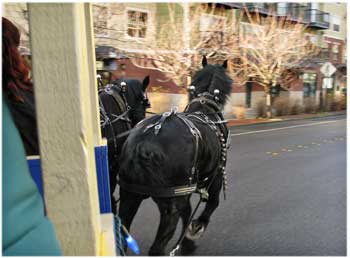 Percheron