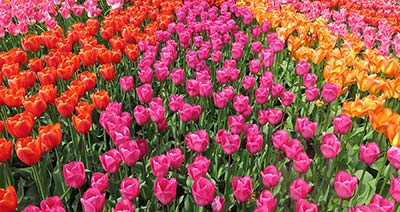 Tulips