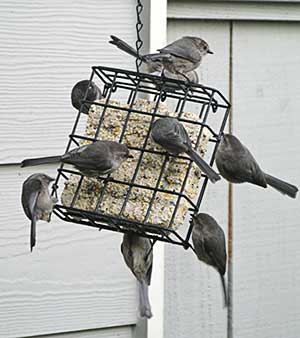 Vegetarian Suet